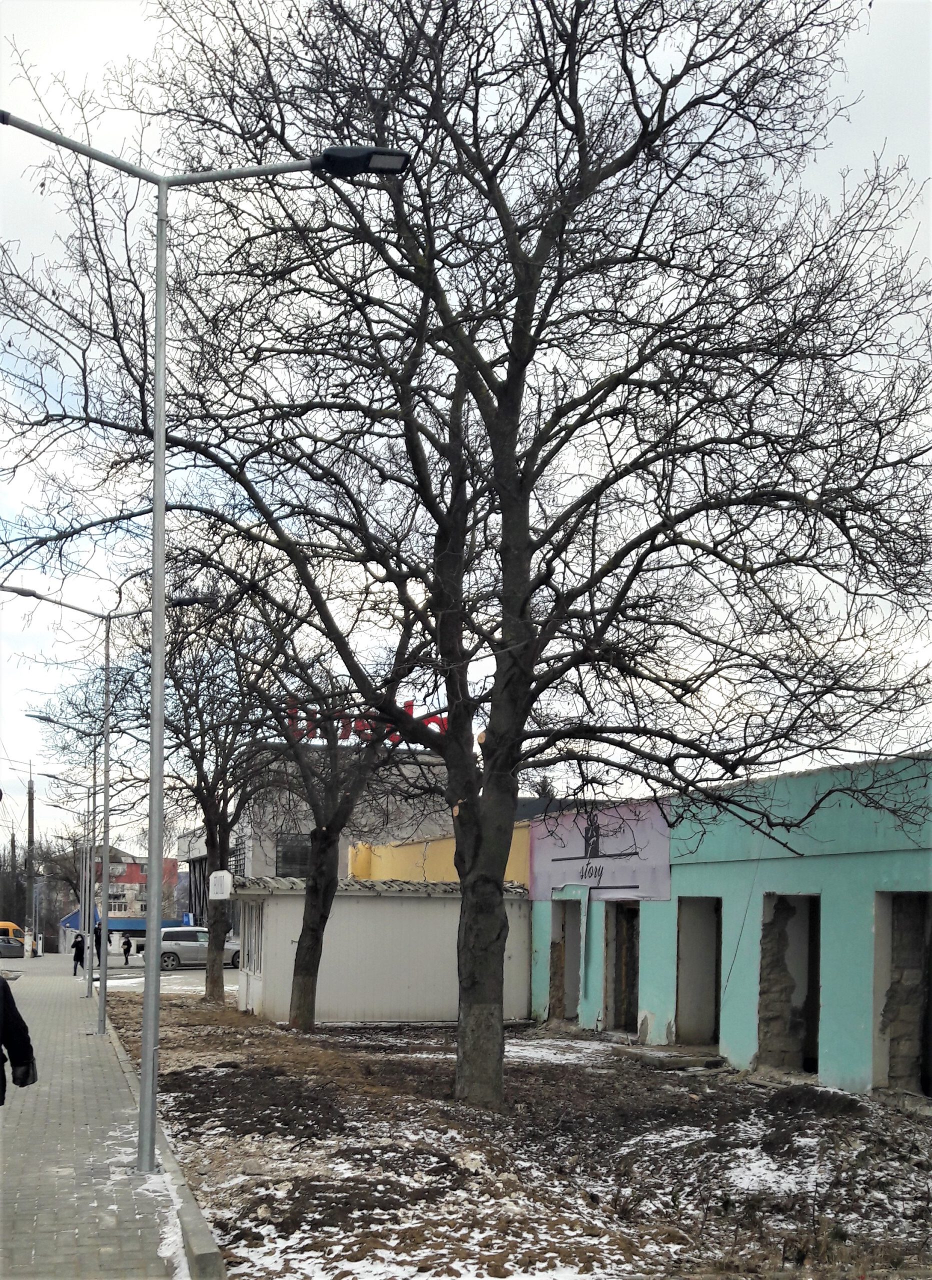 Opinii// Să înceapă numărătoarea inversă a zilelor de trai, care le-au mai rămas acestor copaci 1 copacii Ialoveni scaled
