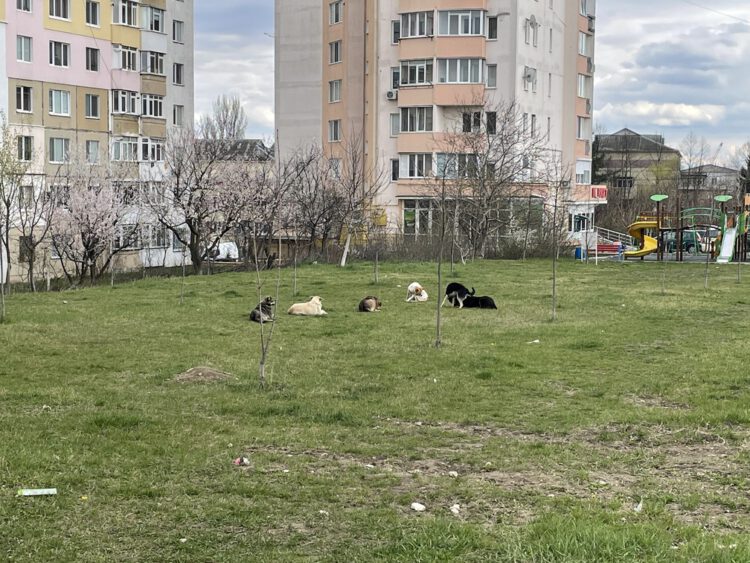 Câinii fără adăpost - Consultare publică organizată de Primăria Ialoveni 1 caini vagabonzi ialoveni 2021