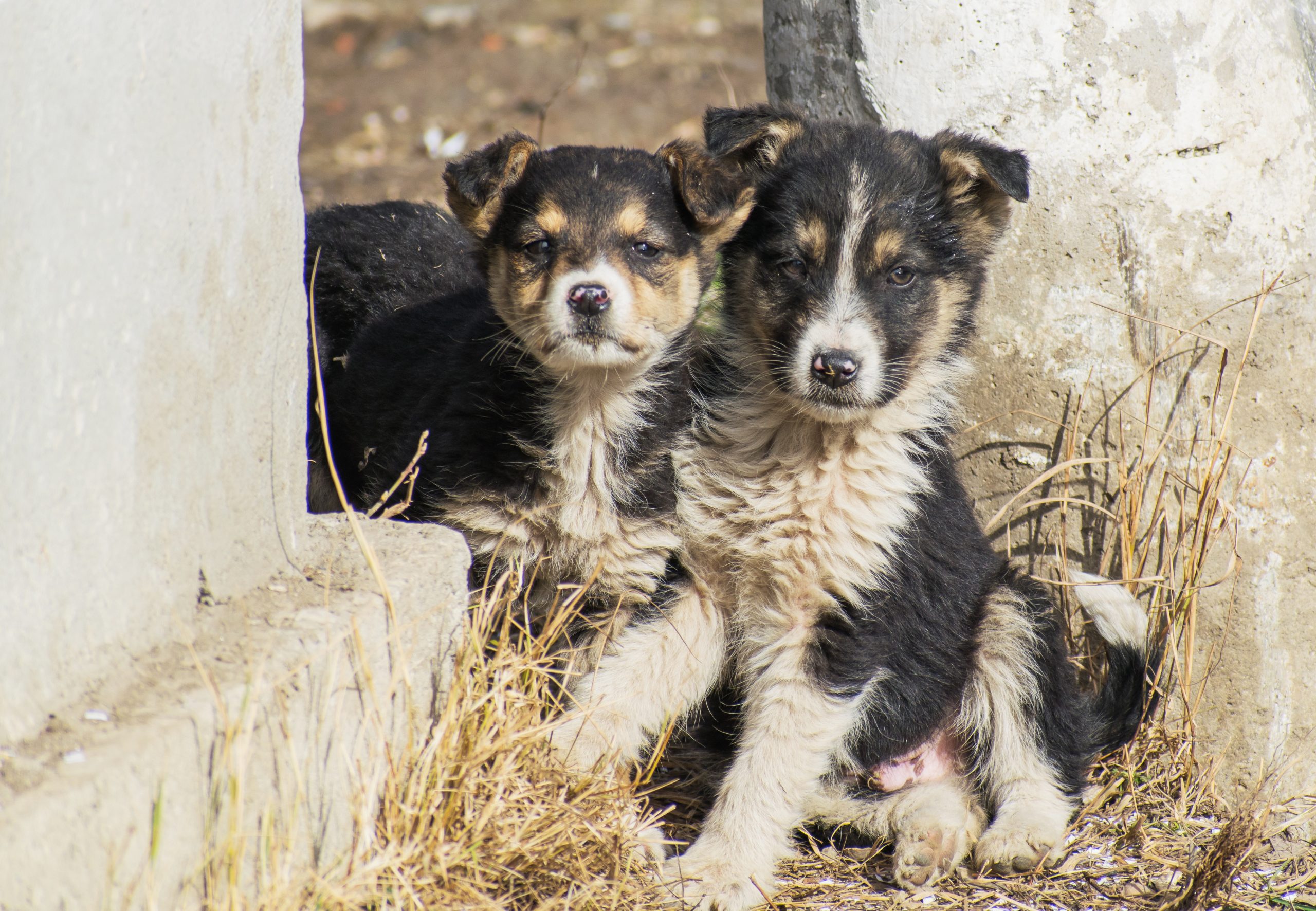 DOC// Regulament de întreținere a câinilor și pisicilor, aprobat în Nimoreni. De ce a fost necesar 1 shutterstock cainipestrada scaled 1