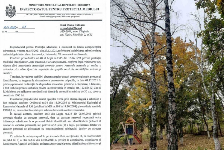 FOTO// Primarul din Suruceni, amendat pentru tăierea a 10 copaci de pe teritoriul grădiniței 1 Suruceni