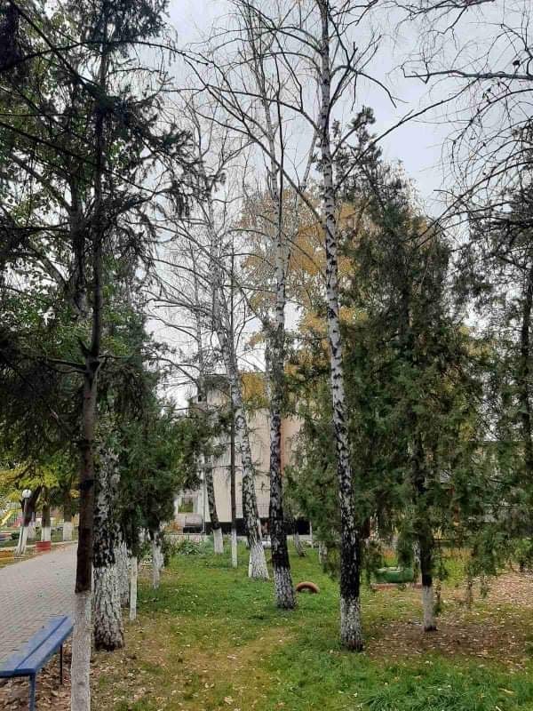 FOTO// Primarul din Suruceni, amendat pentru tăierea a 10 copaci de pe teritoriul grădiniței 3 viber image 2022 01 12 14 01 01 311