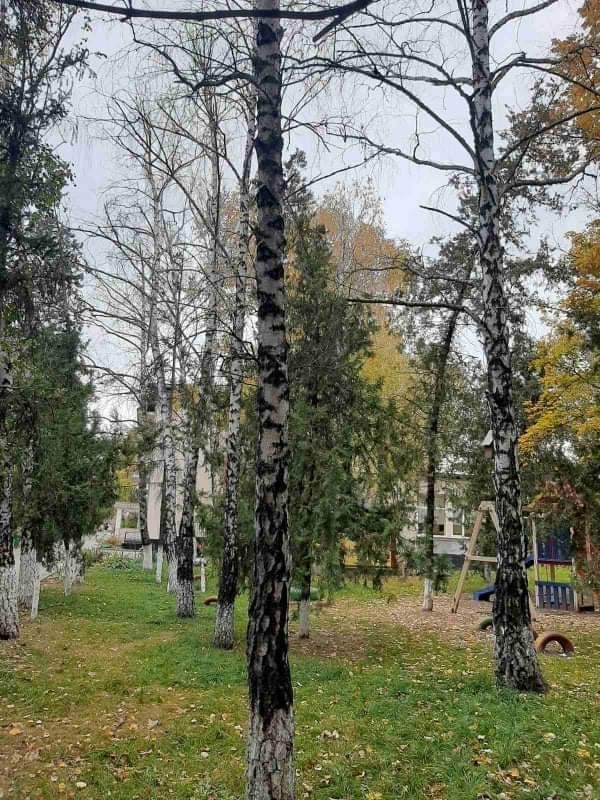 FOTO// Primarul din Suruceni, amendat pentru tăierea a 10 copaci de pe teritoriul grădiniței 2 viber image 2022 01 12 14 01 02 012