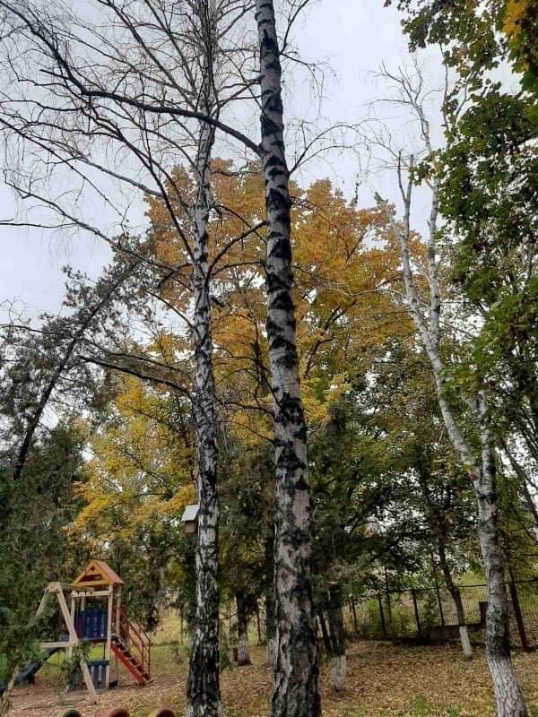 FOTO// Primarul din Suruceni, amendat pentru tăierea a 10 copaci de pe teritoriul grădiniței 4 viber image 2022 01 12 14 01 02 682