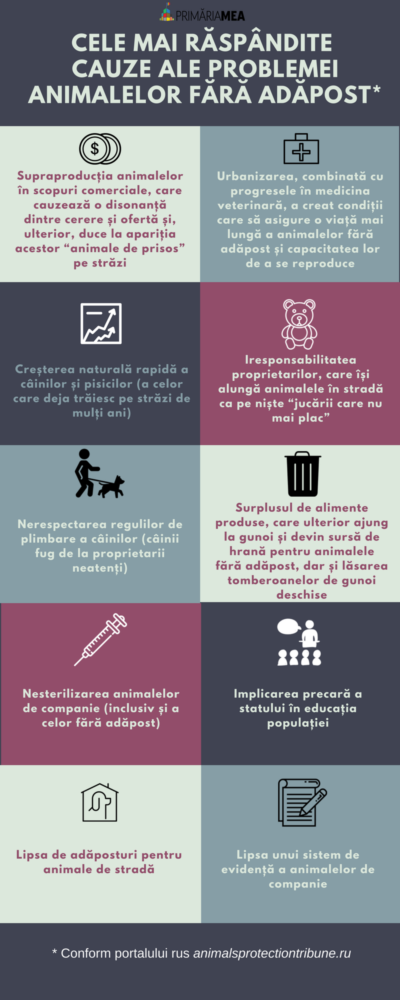 Animalele vagaboande pe străzi, rezultat al iresponsabilității oamenilor și al neputinței autorităților 2 animale fara adapost primaria mea 1
