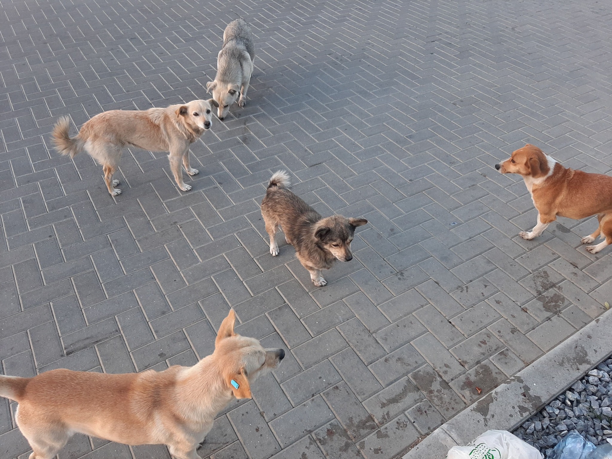 Animalele vagaboande pe străzi, rezultat al iresponsabilității oamenilor și al neputinței autorităților 1 caini vagabonzi ialoveni 2022
