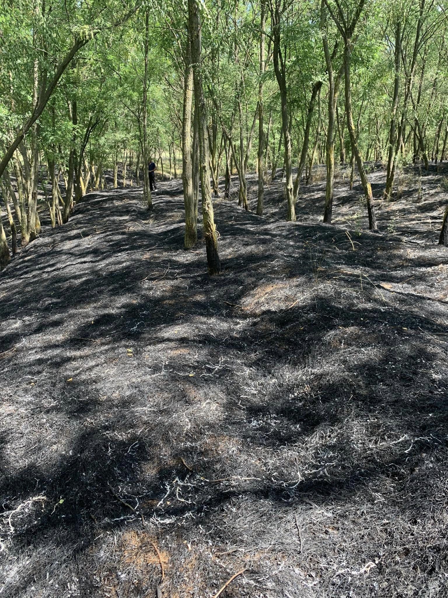 Incendiu de vegetație în pădurea din Țipala. Primarul: „Aproximativ 2 ha au ars” 1 362106910 1018445636052284 3414483115741661323 n