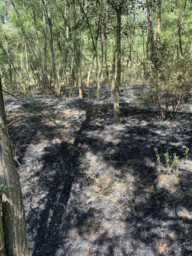 Incendiu de vegetație în pădurea din Țipala. Primarul: „Aproximativ 2 ha au ars” 2 362290041 1018445939385587 8758809114799117454 n