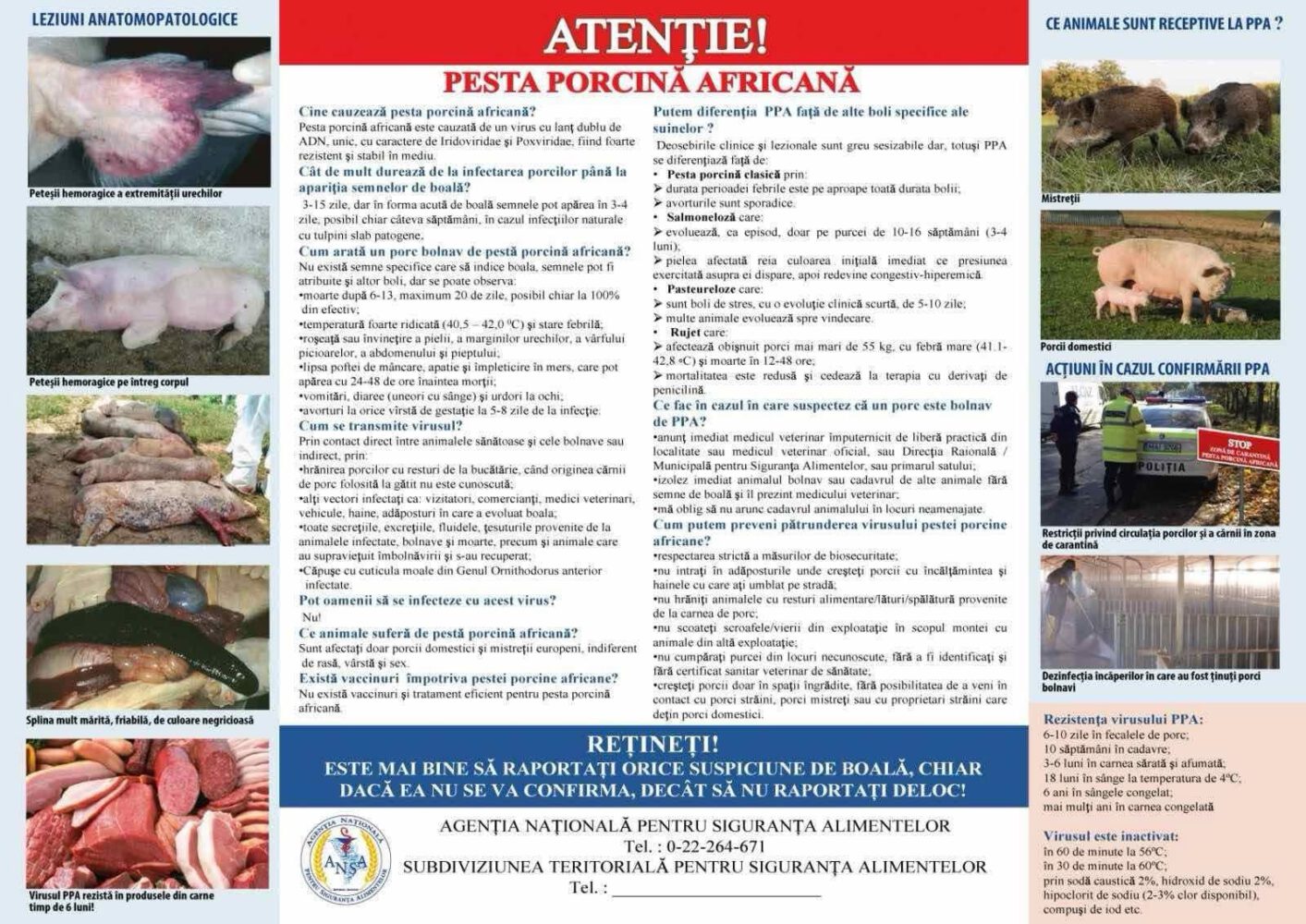 Focar de pestă porcină în raionul Ialoveni 2 img 5964 1