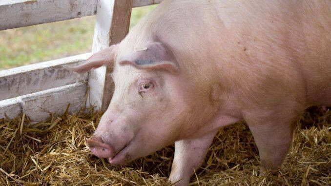 Focar de pestă porcină în raionul Ialoveni 1 img 5965 1