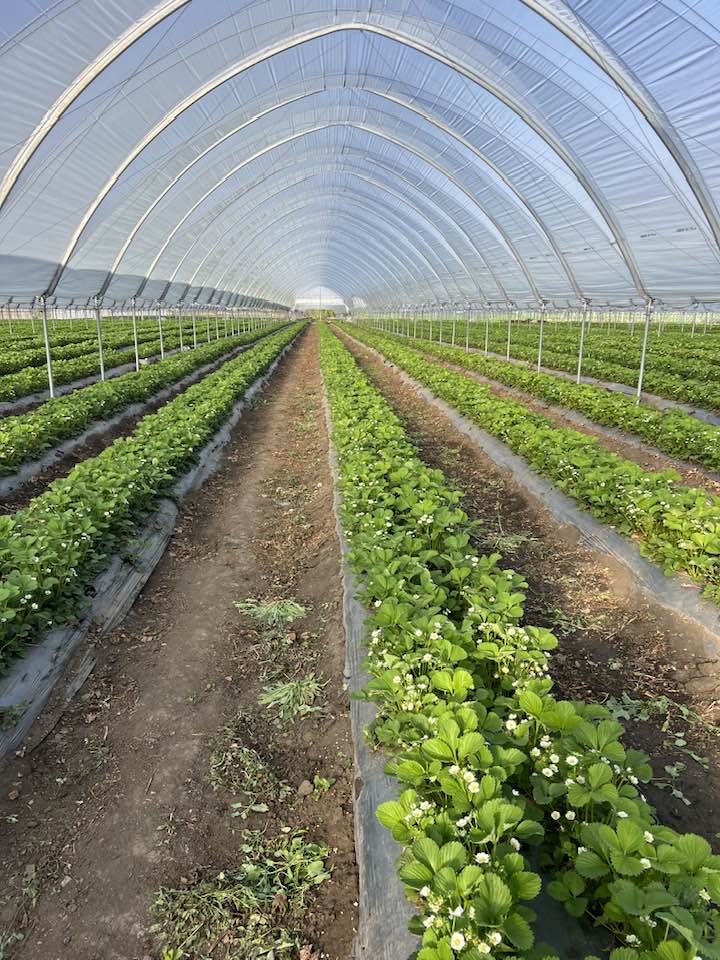 FOTO// Sezonul căpșunelor a început în raionul Ialoveni: un agricultor din Costești a recoltat primele fructe 3 capsune sera