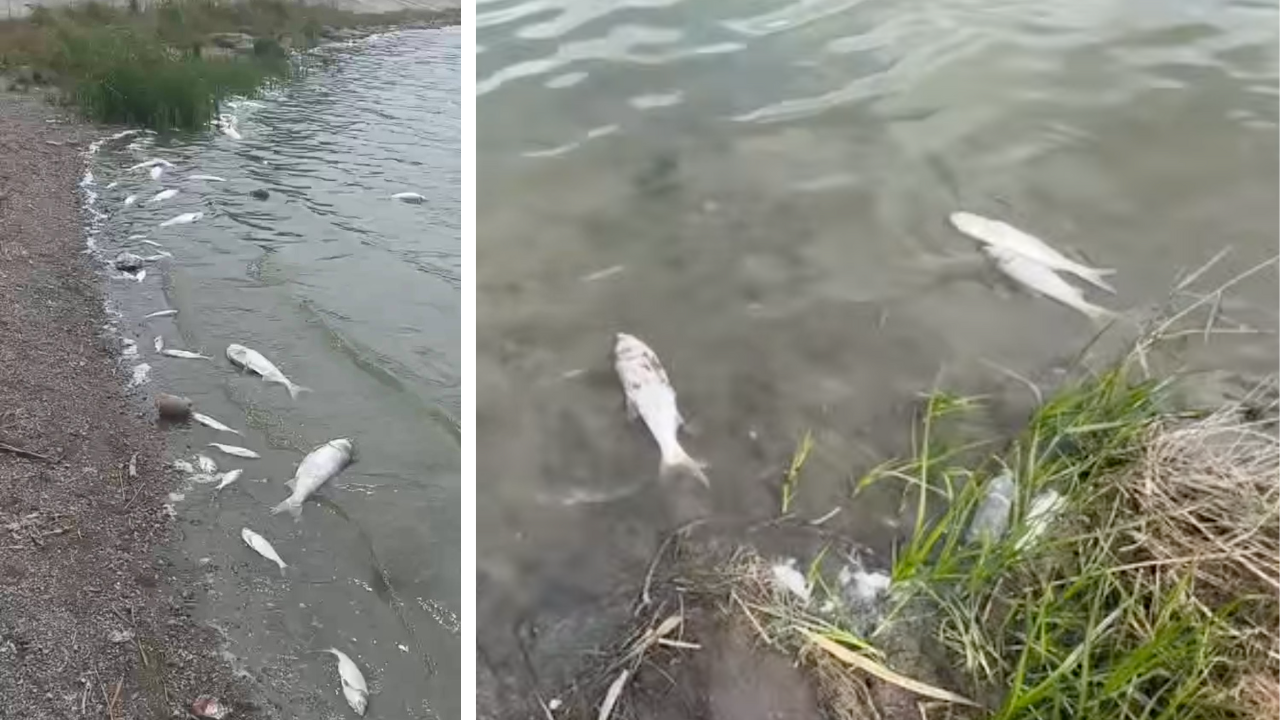 Pești morți, pe malul Lacului Dănceni. „Din păcate nu avem ce face” 1 Lacul Danceni