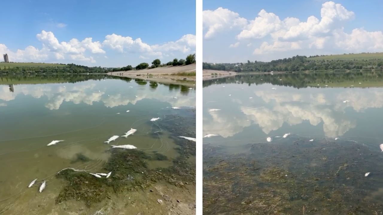 pesti morti Lacul Danceni