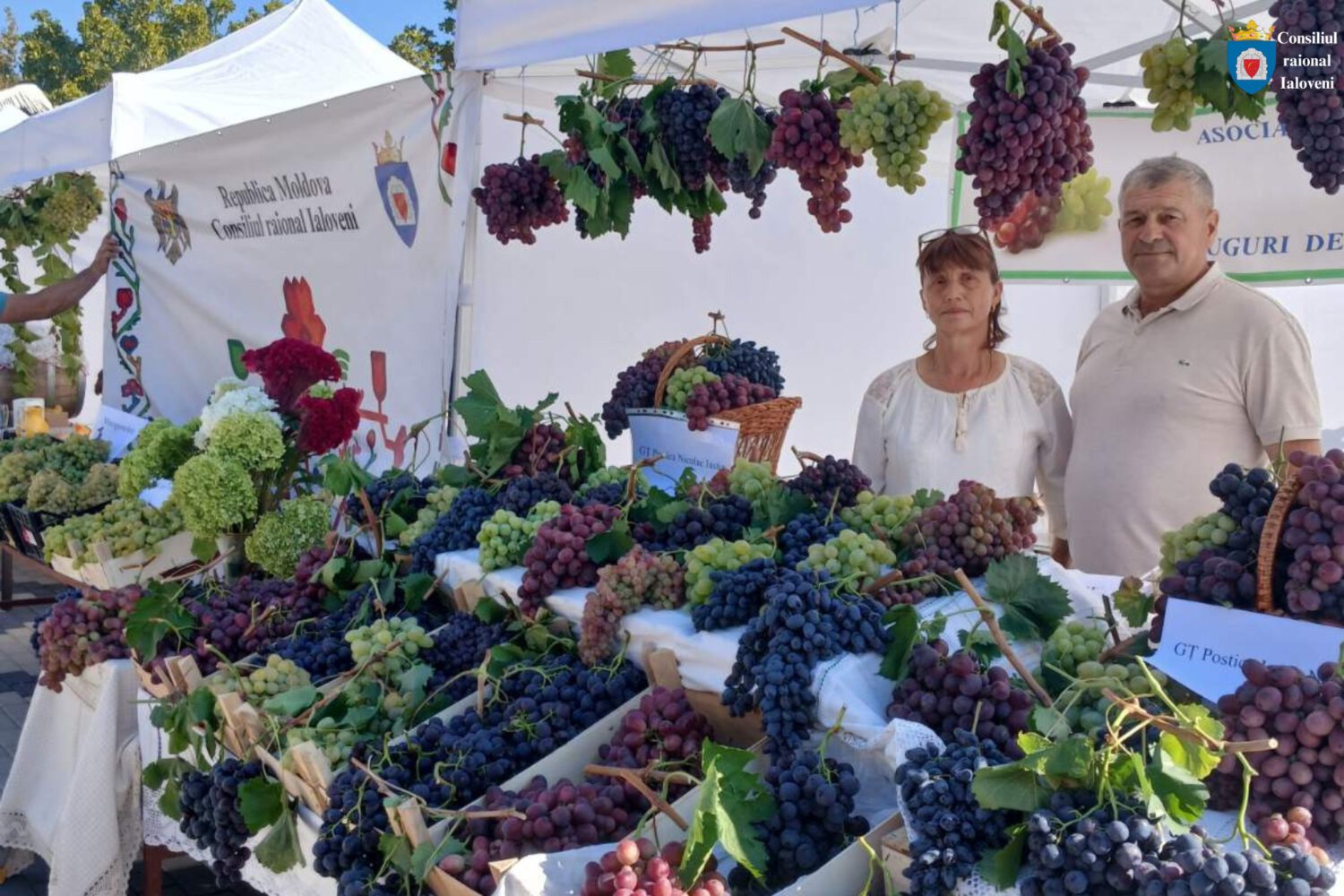 Al treilea cel mai mare strugure din țară este din raionul Ialoveni 4 545110841 1613498826639733 6927015780760280397 n