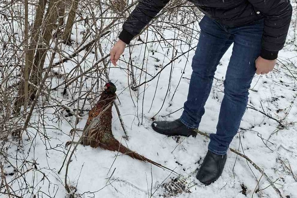 braconaj inspectoratul pentru protectia mediului