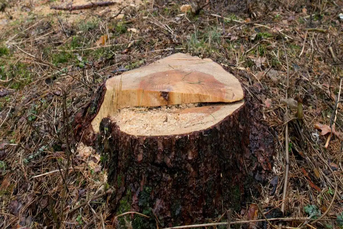 taieri ilegale arbori