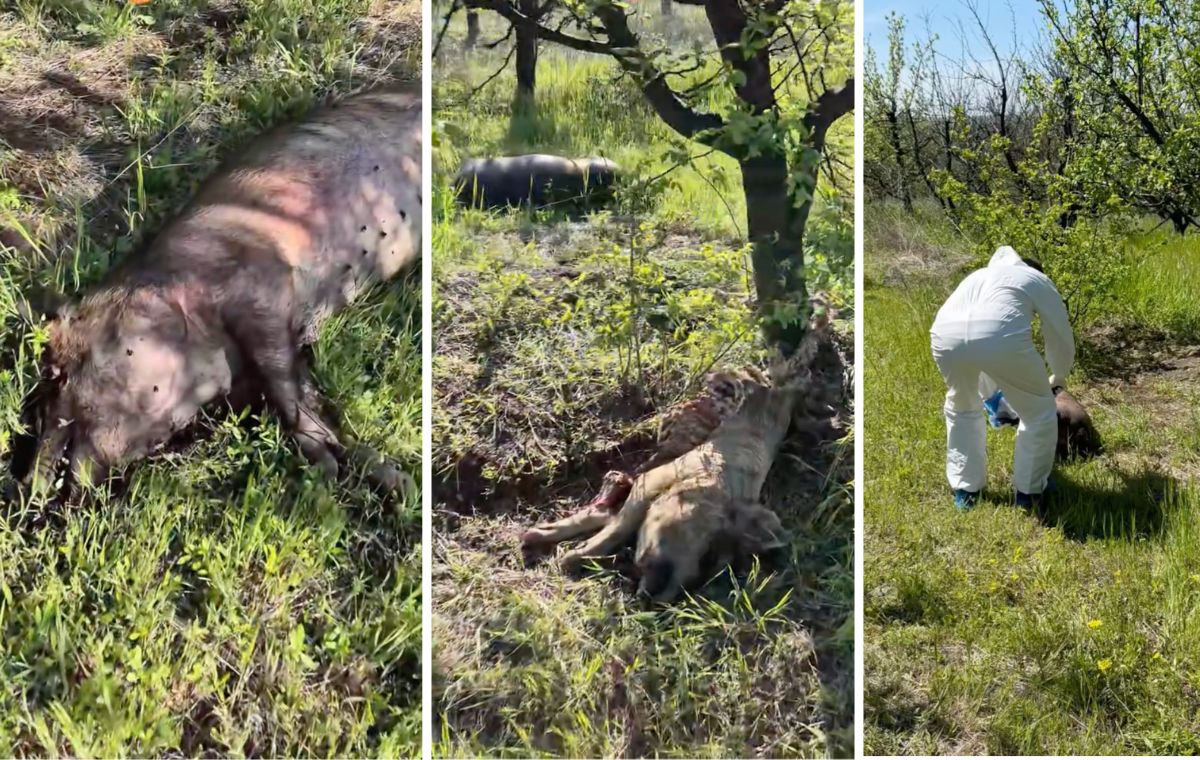 pesta porcina africana costesti ialoveni