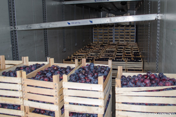 Explainer | Agricultura Moldovei și Uniunea Europeană: cele mai răspândite falsuri și ce spun datele 1 export prune