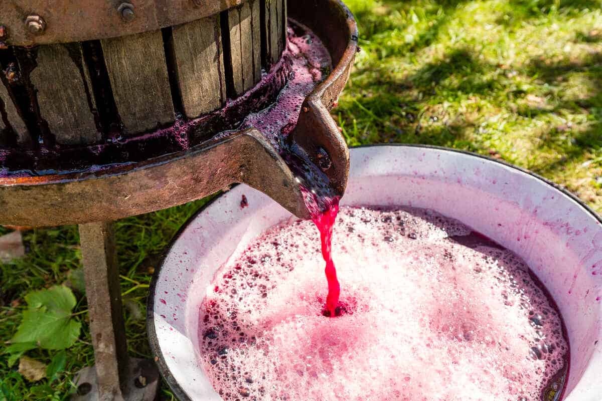 Atenție la fermentarea vinului: IGSU avertizează asupra riscului de intoxicație 1 fermentare vin